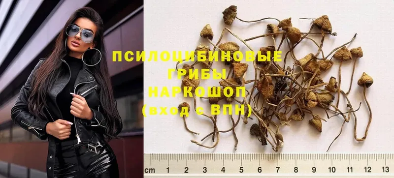 где продают   Курильск  мега как войти  Псилоцибиновые грибы Psilocybe 